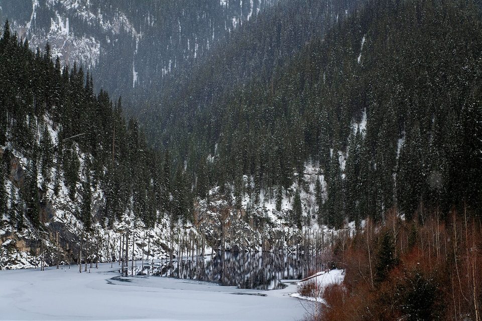A snow-dusted spruce gorge with a white frozen shallows in the foreground, dark trunks standing at the lake edge and snow falling