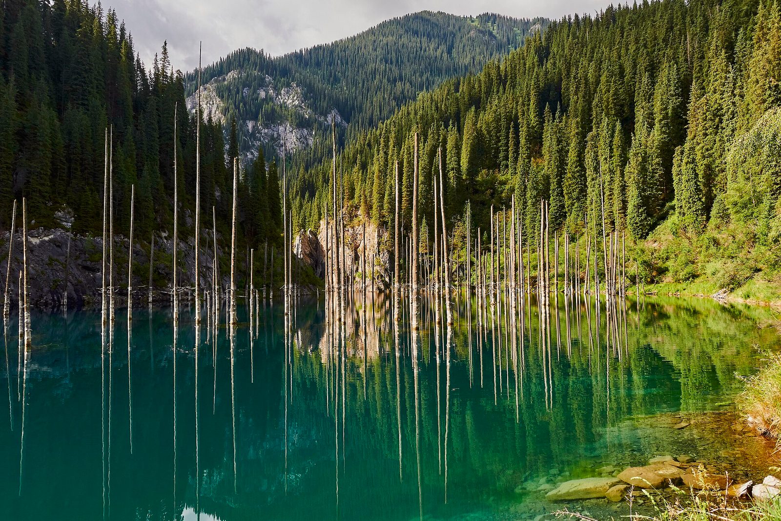 Pale bare tree trunks standing in glass-still turquoise water, each doubled by its reflection, with dark spruce forest and a limestone crag rising behind