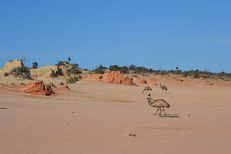 Three emus walk across flat pink-orange sand, with red and cream eroded mounds and low scrub on the dune behind, under a clear blue sky