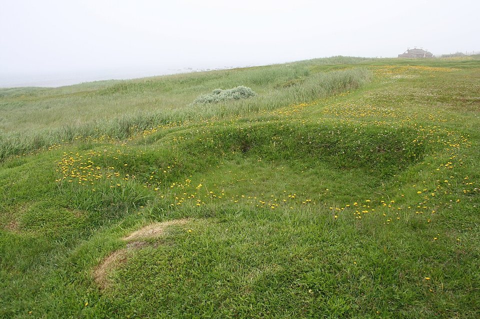 Low grassy mounds with dandelions in drifting fog
