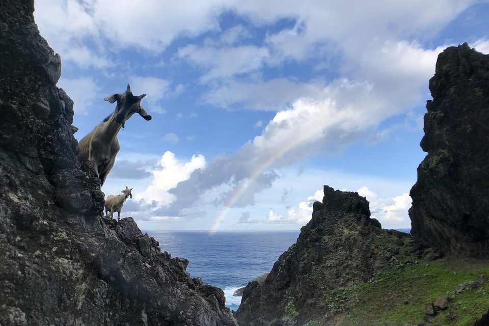 Goats standing on black volcanic rock above a gap to the sea, with a rainbow