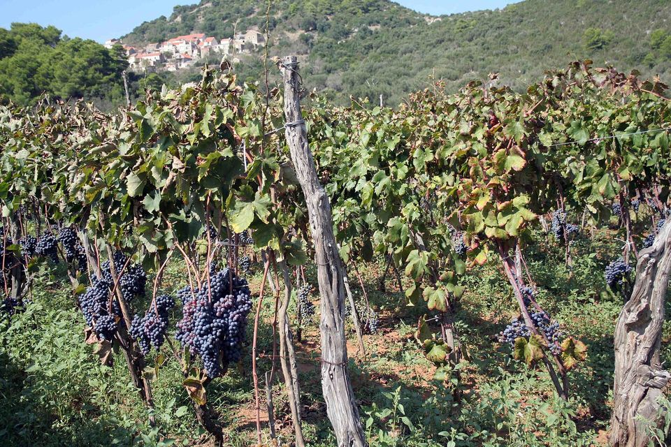 Dark grape clusters hang from old vines on weathered wooden stakes, the village on a green hillside behind