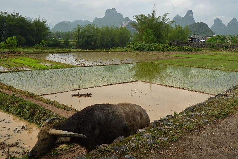 A dark water buffalo lying at the edge of a flooded rice paddy with young rice plants, a dirt path beside it and low limestone hills in the haze