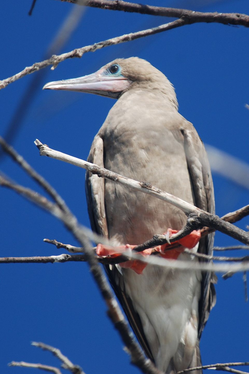 A grey-brown seabird with a pale pink bill, a blue eye-ring and bright red webbed feet grips a bare branch against a deep-blue sky