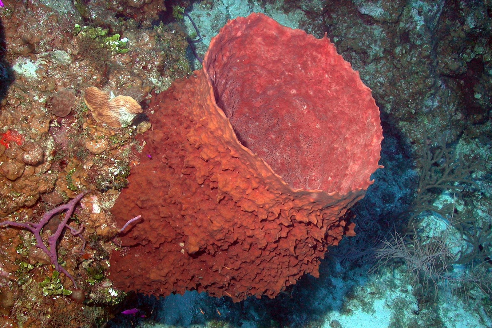A giant barrel sponge, rust-red and deeply ruffled, rises from a reef of corals and purple sea fans in clear blue water