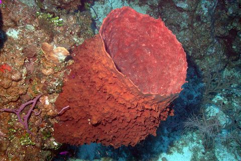 A giant barrel sponge, rust-red and deeply ruffled, rises from a reef of corals and purple sea fans in clear blue water