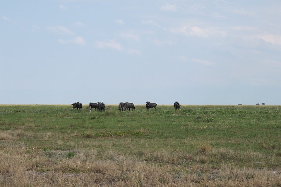 A loose line of dark blue wildebeest grazing on flat green grassland under a pale hazy sky