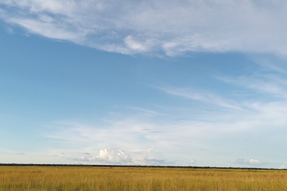 A band of golden grass under a vast sky of streaked cloud, a dark line of trees on the horizon