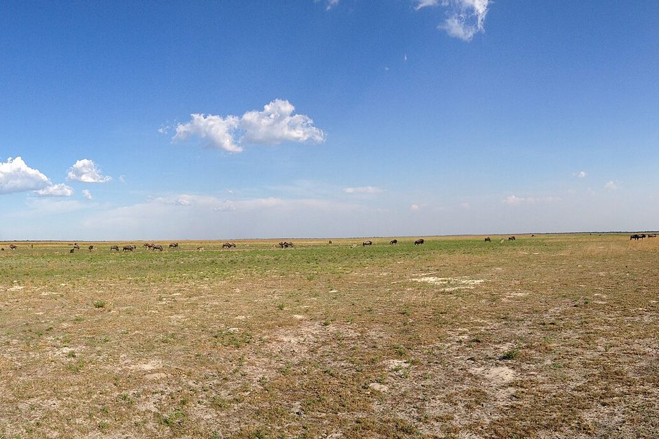A flat open plain of sparse green and bare patches under a bright blue sky, herds of wildebeest spread in a line along the horizon