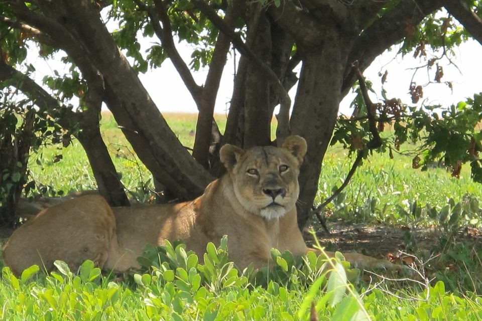 A lioness lying in the shade under a spreading tree, looking at the camera, bright green low plants around her