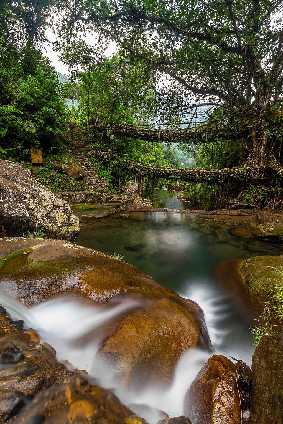 Two tiers of living root bridge one above the other, seen past a waterfall and pool