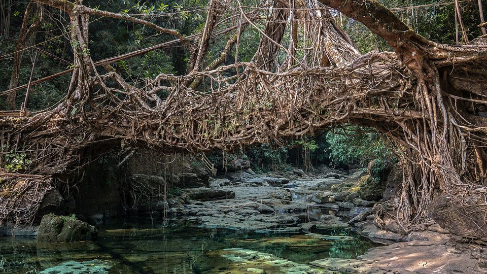 Close view of woven rubber-fig roots forming a walkway