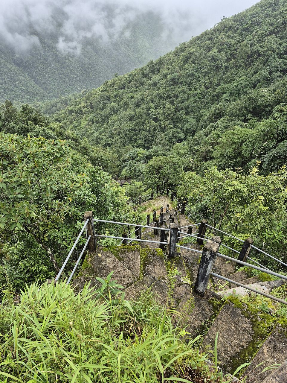 A stone stairway with a railing descending into dense green forest and cloud