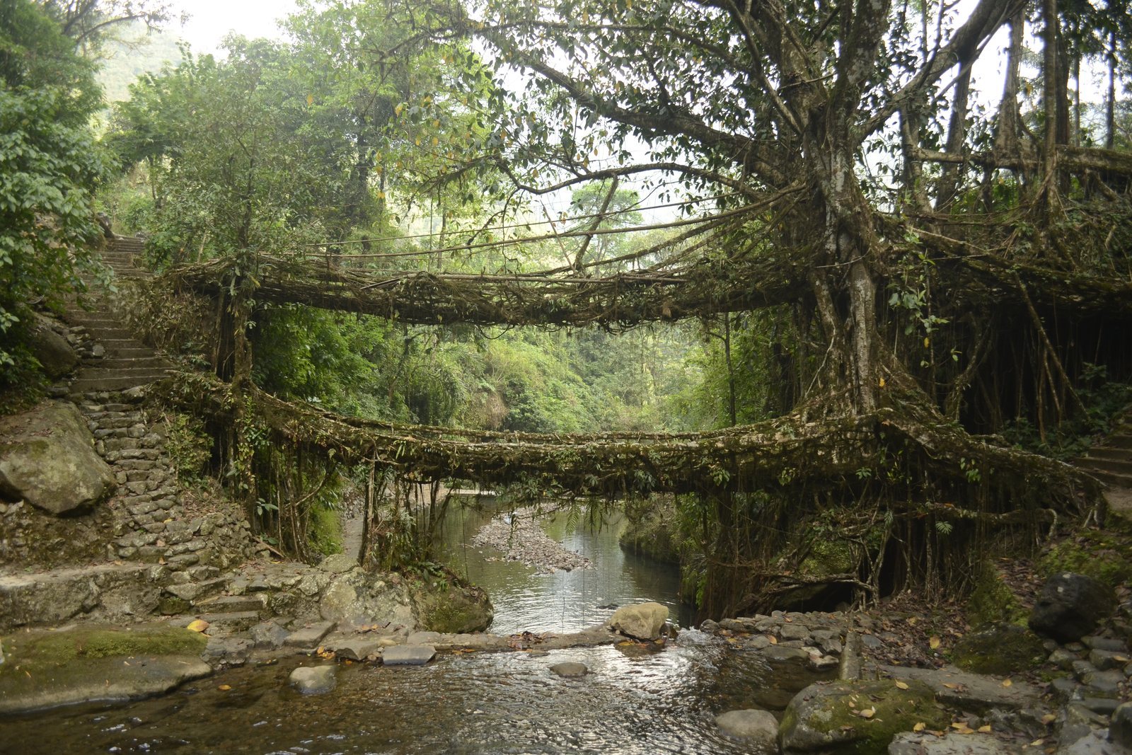 Two tiers of interwoven fig roots crossing a stream, the upper deck spanning between trees above the lower one, stone steps in wet forest