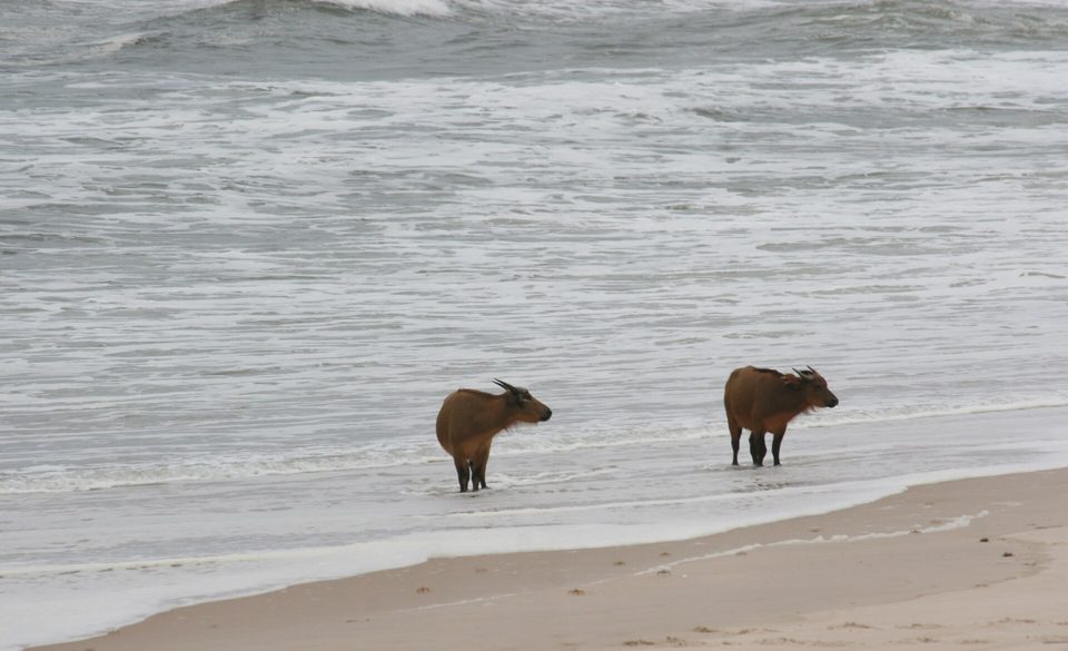 Two reddish-brown forest buffalo standing at the edge of foaming grey surf on a sandy beach