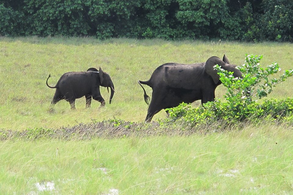 A forest elephant and a calf walking across short green grass toward a wall of dark forest, a bush at the right