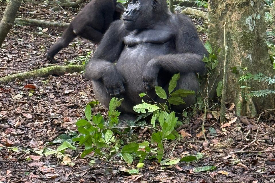 A large silverback gorilla sitting against a tree on a leaf-littered forest floor, a young gorilla moving behind him at upper left