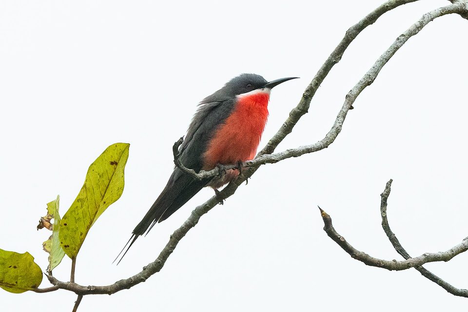 A grey-backed bird with a bright rosy-red throat perched on a bare branch against a white sky, yellow-green leaves at the left