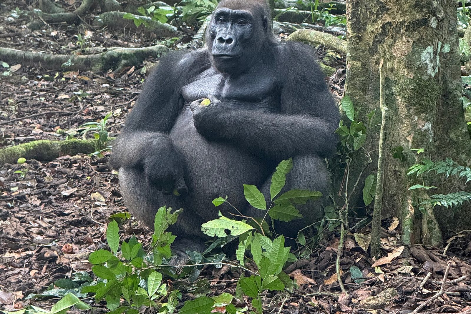 A silverback western lowland gorilla sitting on the forest floor holding a fig, forest roots and leaf litter around him