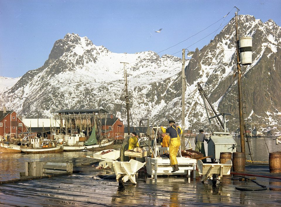 Men in yellow oilskins working at fish tubs on a wet wooden quay, red warehouses and fishing boats behind, a snowy peak above