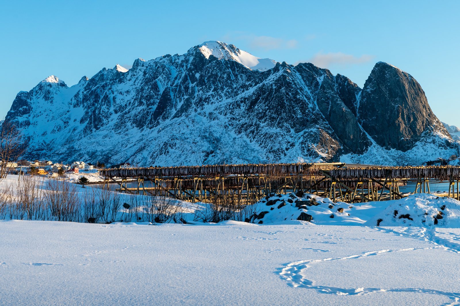 Wooden racks loaded with split cod drying in the open air, snow on the ground, a wall of dark snow-streaked mountains directly behind