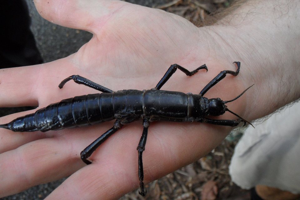 A large glossy black stick insect with thick segmented body and hooked legs resting across an open palm