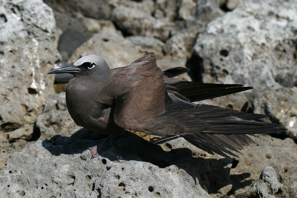 A dark brown seabird with a pale grey cap spreading one wing while resting on pitted grey rock