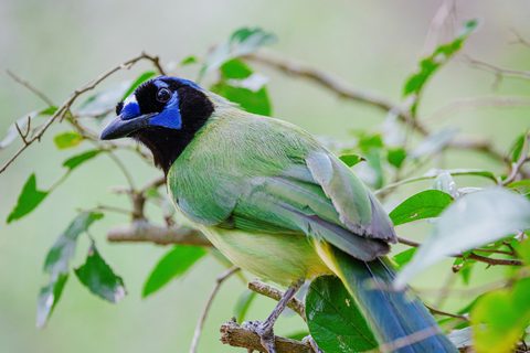 A green jay, green body, blue-and-black head and blue tail, perched in a leafy thorn bush