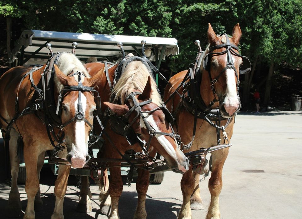 Three chestnut draught horses with white blazes harnessed side by side to a canopied carriage on a paved road under trees