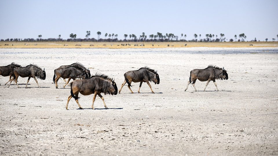 A line of wildebeest crossing a flat white pan with palms on the horizon