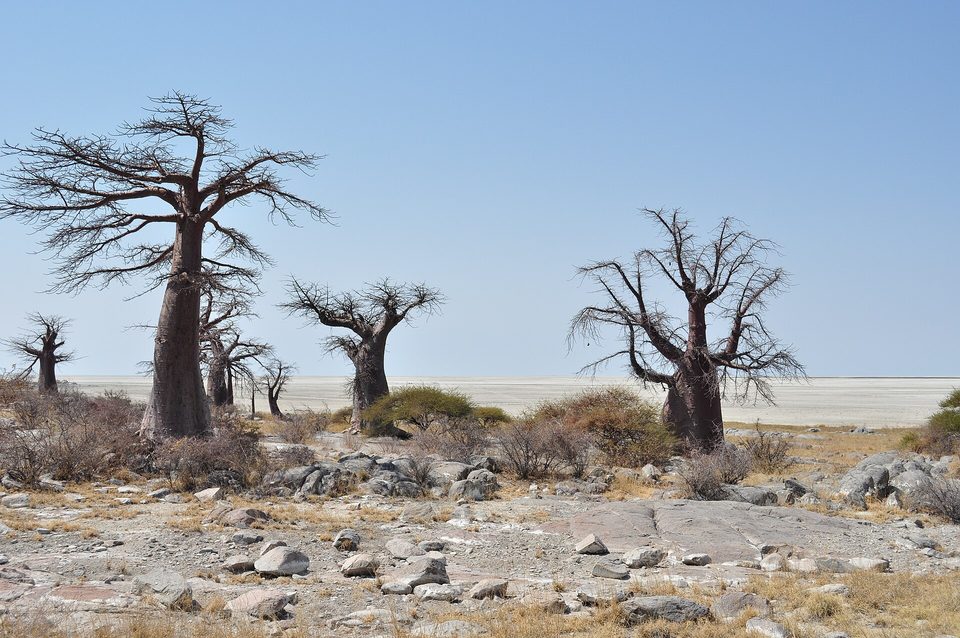 Baobabs on pale granite above a white pan in early light, with no people