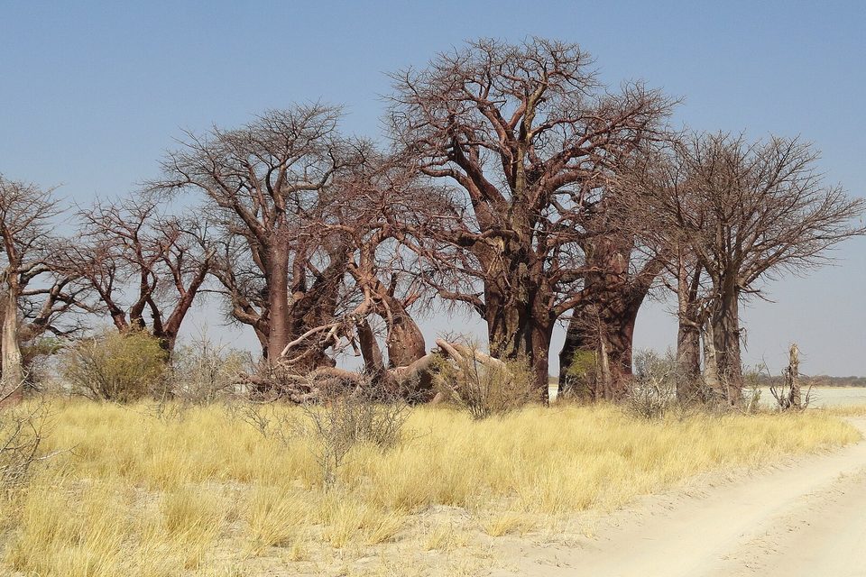 A cluster of bare-branched baobabs above dry yellow grass, a sandy track and the white pan beyond