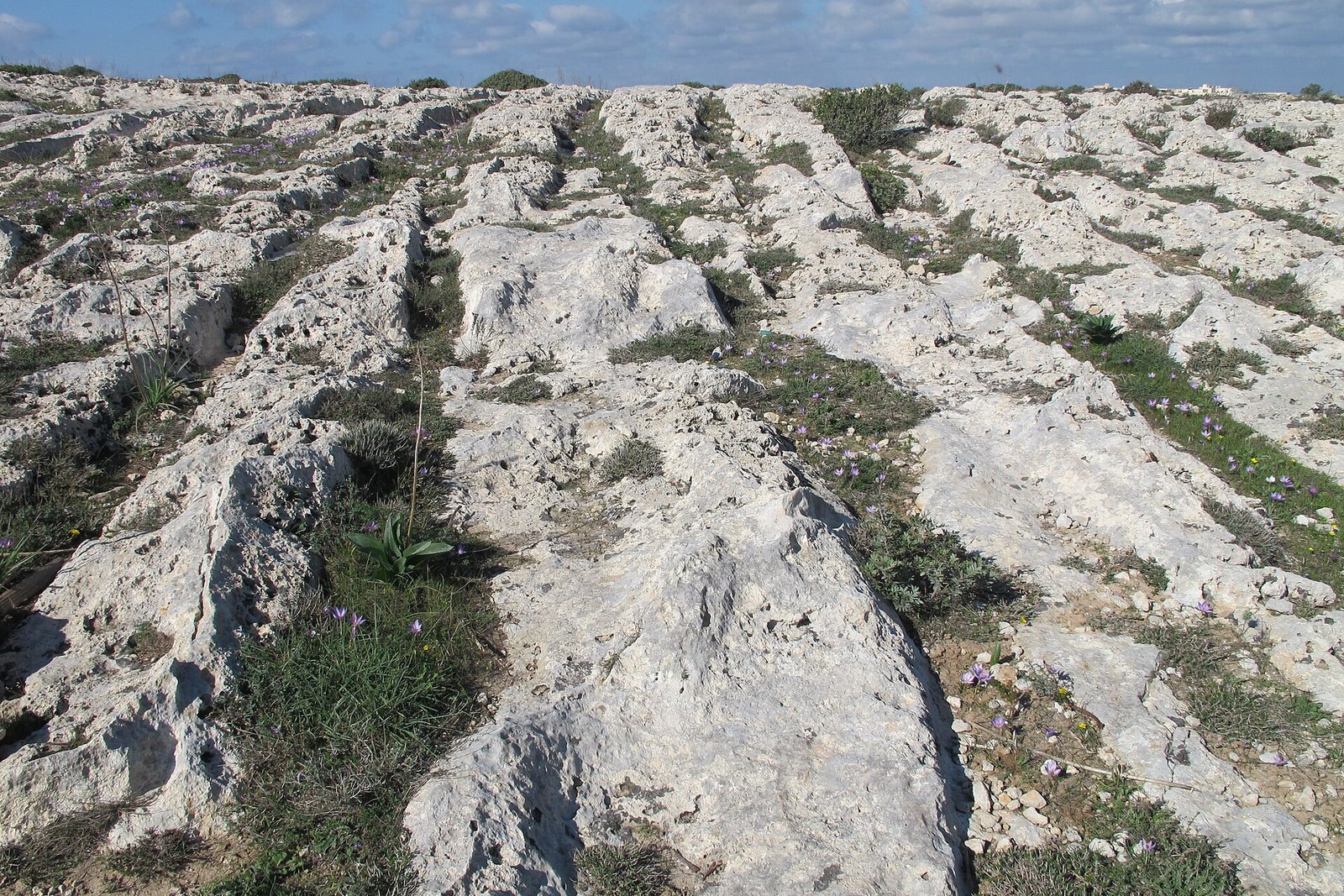 Long parallel grooves in pale limestone running toward a low horizon under a cloudy blue sky, small purple flowers among the stone
