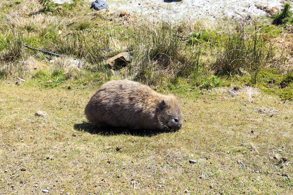 A wombat grazing on short sunlit grass