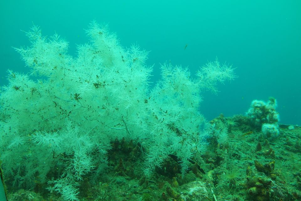 A pale, feathery branching coral in green water, with a sponge-covered rock face behind it