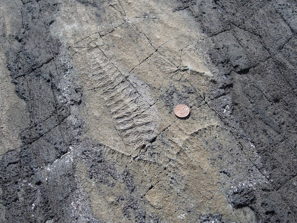 A pale grey rock slab with the feathery, ribbed impression of a frond-shaped organism, a copper one-cent coin beside it, darker rough rock around