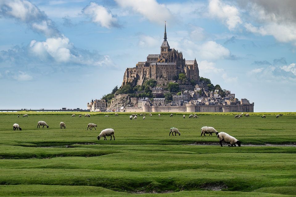 A flock of white sheep grazing a green tidal meadow cut by small creeks, a rocky island with an abbey and spire rising behind under blue sky and clouds