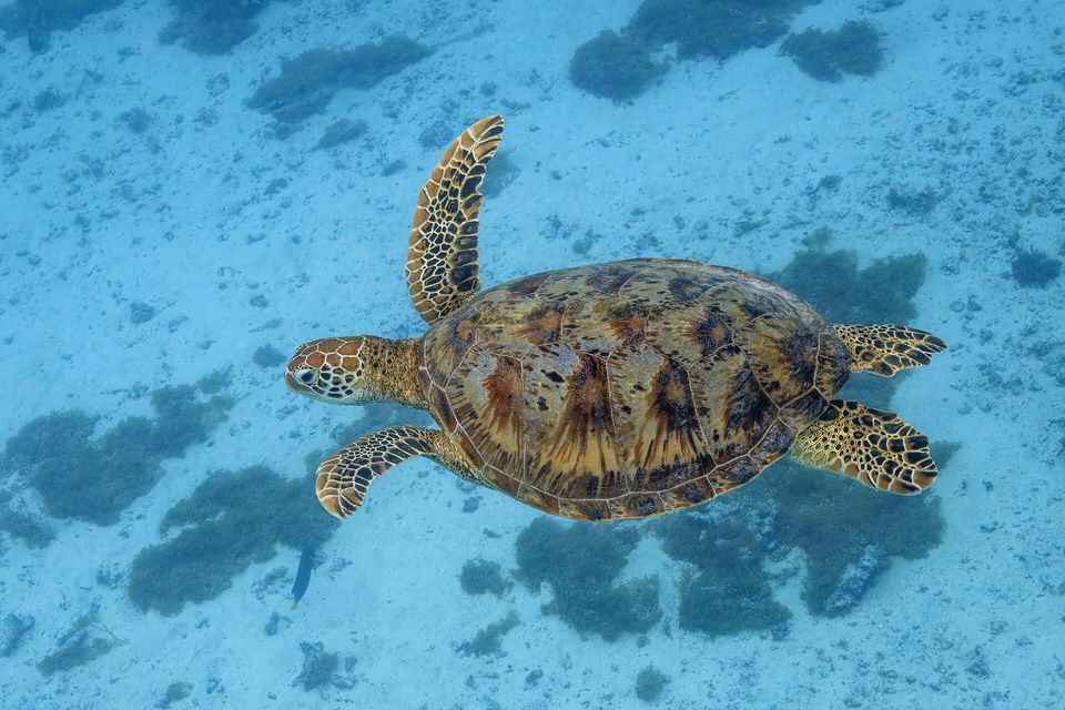 A green sea turtle swimming over pale sand and dark algae in clear turquoise water, seen from above