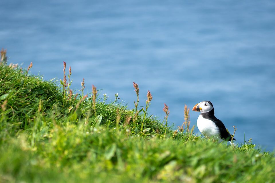 An Atlantic puffin standing in grass at a cliff edge