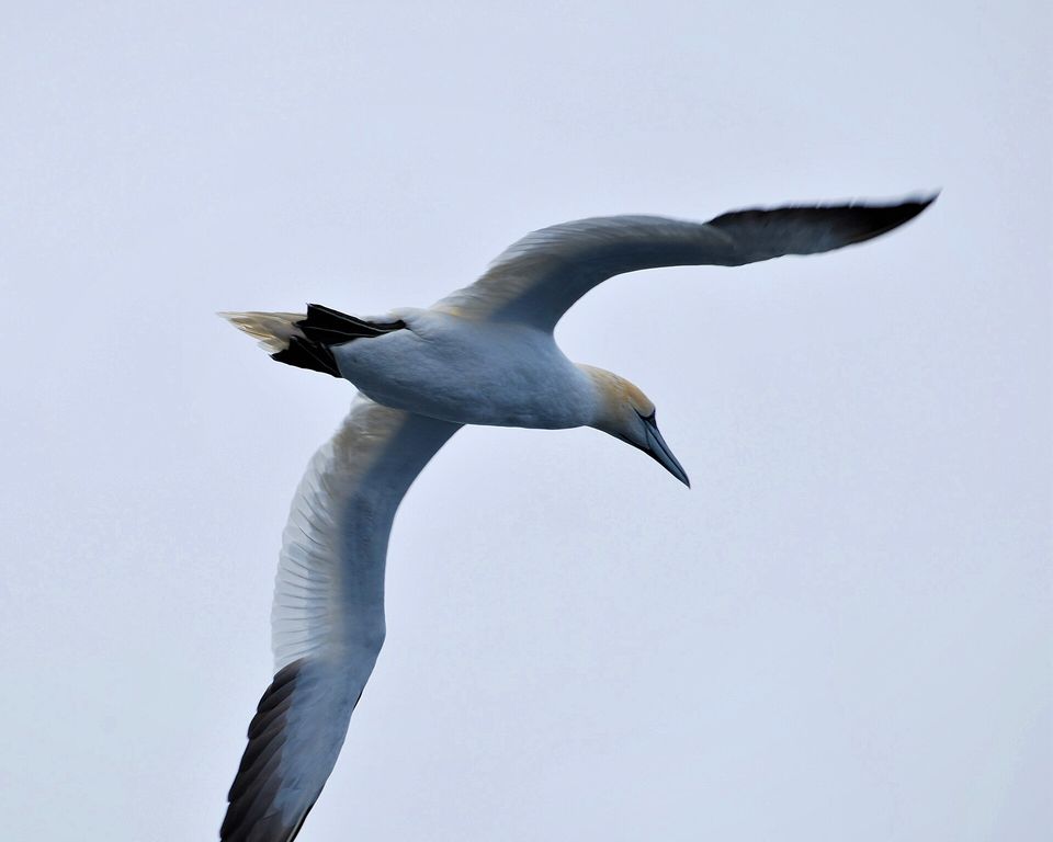 A northern gannet in flight against a pale sky, wings spread