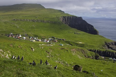 A scatter of small houses on a green slope above the sea, a high basalt headland behind, puffins standing in the foreground grass