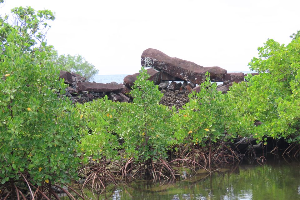 Mangrove bushes growing thickly in shallow water in front of a collapsed pile of basalt columns