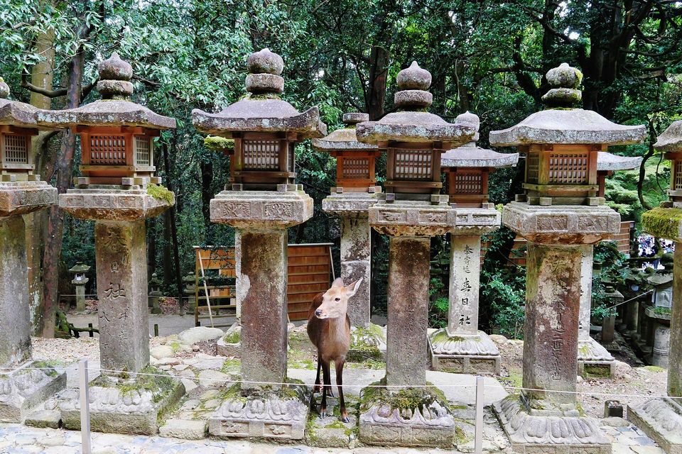A young deer standing among moss-streaked stone lanterns with wooden lamp boxes, under dark green trees