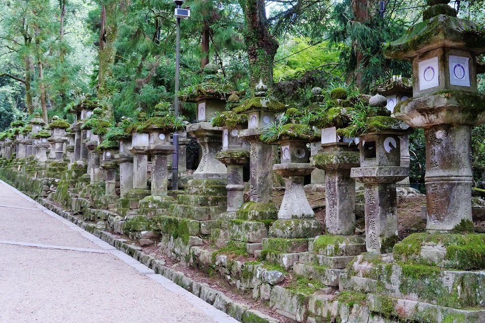 A gravel path beside rows of mossy stone lanterns under tall cedars, a lamp post at left