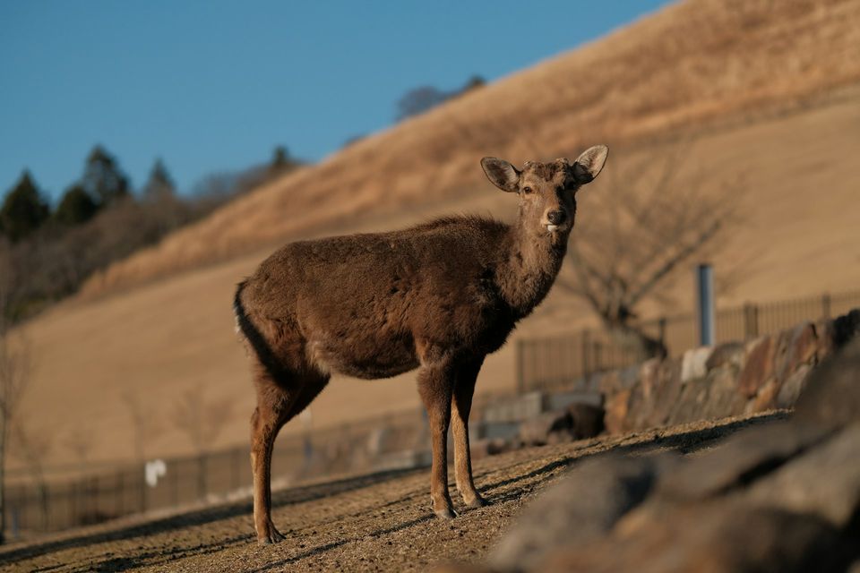 A single deer standing on a bare grassy hillside in low winter sun
