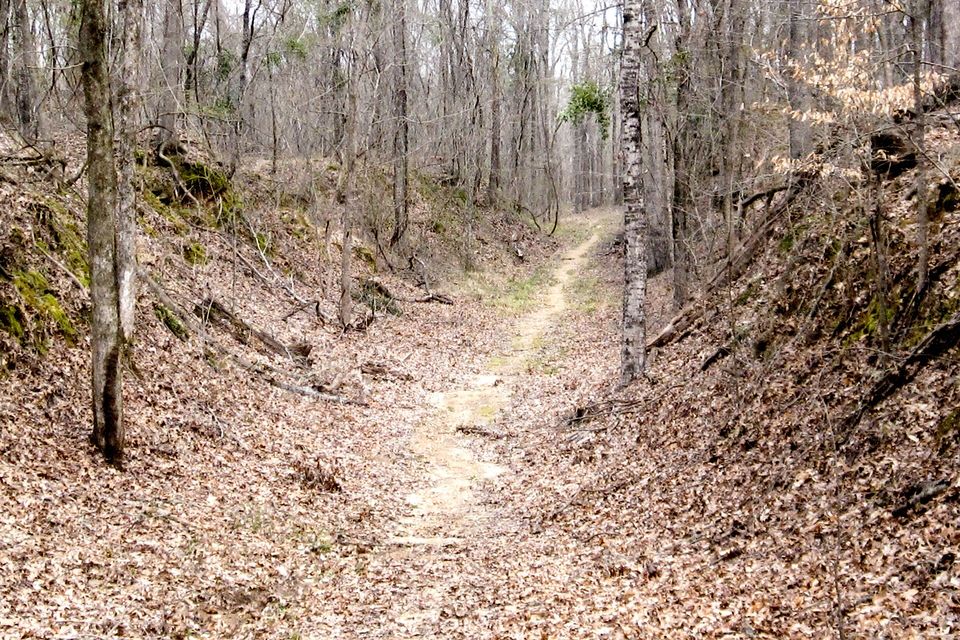 A sunken dirt track running between steep leaf-covered banks through bare winter woods