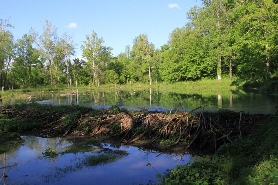 A low dam of gnawed sticks holding back a still, tree-lined pond reflecting blue sky