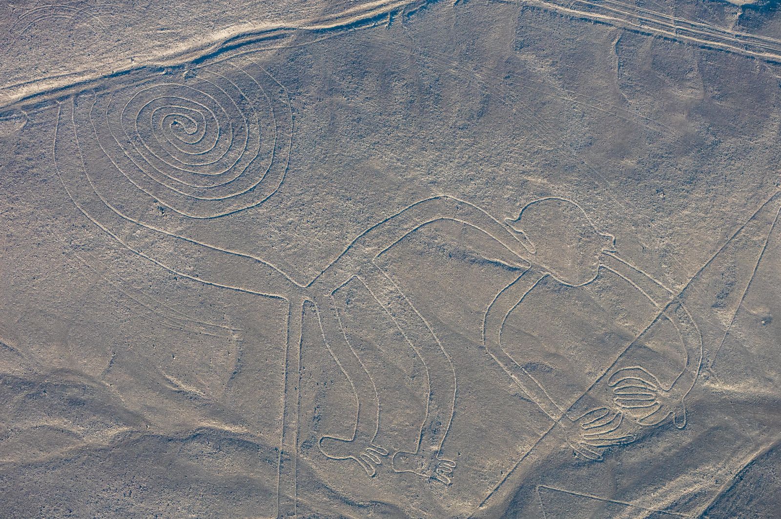 An aerial view of the monkey geoglyph: a spiral tail, long arms and legs drawn in one pale line on brown desert