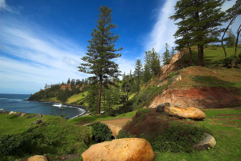 A tall Norfolk Island pine stands against a deep-blue sky above a green slope of red-brown earth and boulders, with a cove of dark water and wooded headlands to the left