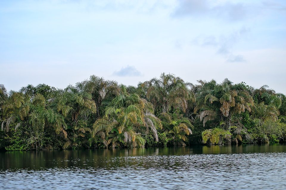 Raffia palms crowding the water at the edge of a channel, their fronds arching over the water